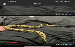Python Snake reptiles for sale: Ball pythons and full setups for sale  - Image 5