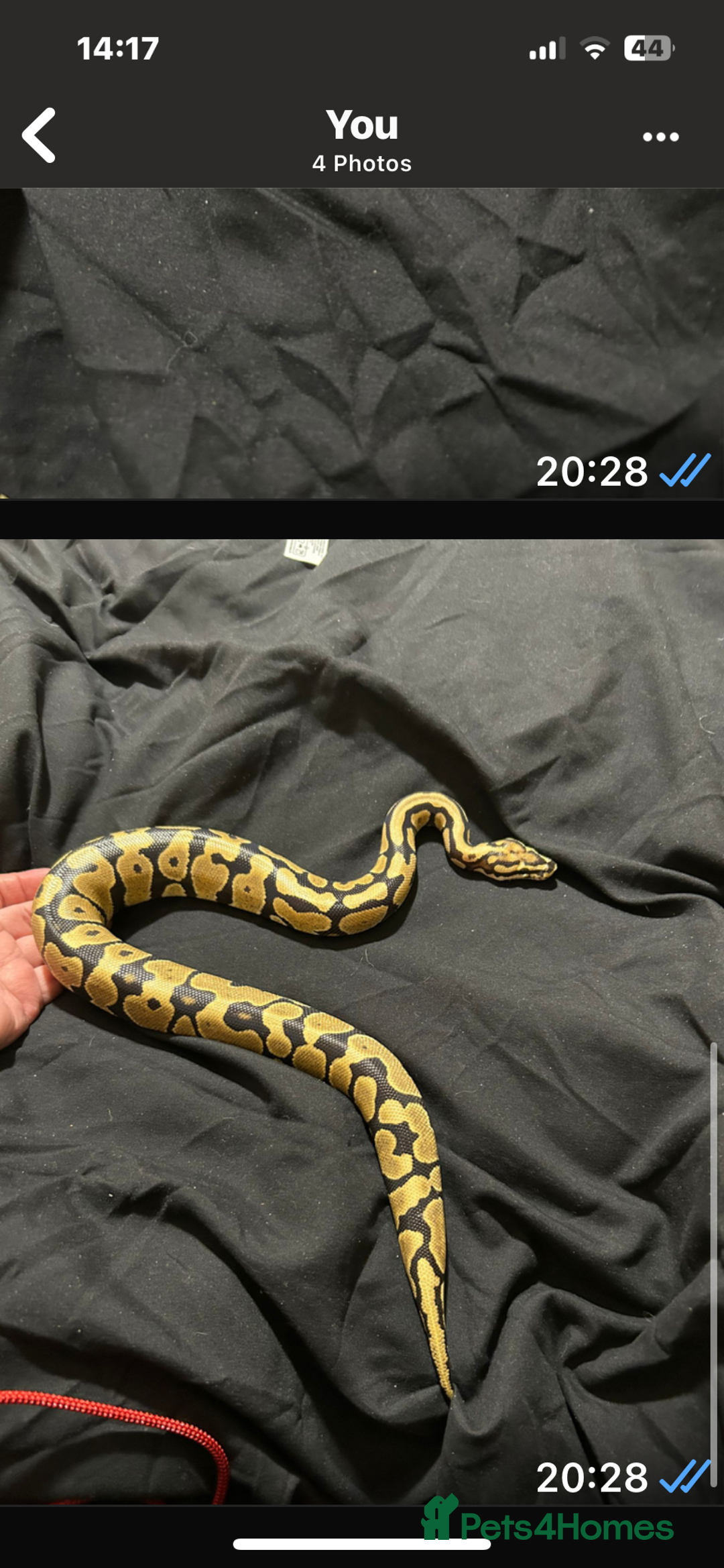 Python Snake reptiles for sale: Ball pythons and full setups for sale  - Image 5