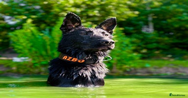 German Shepherd dogs - Advert 6