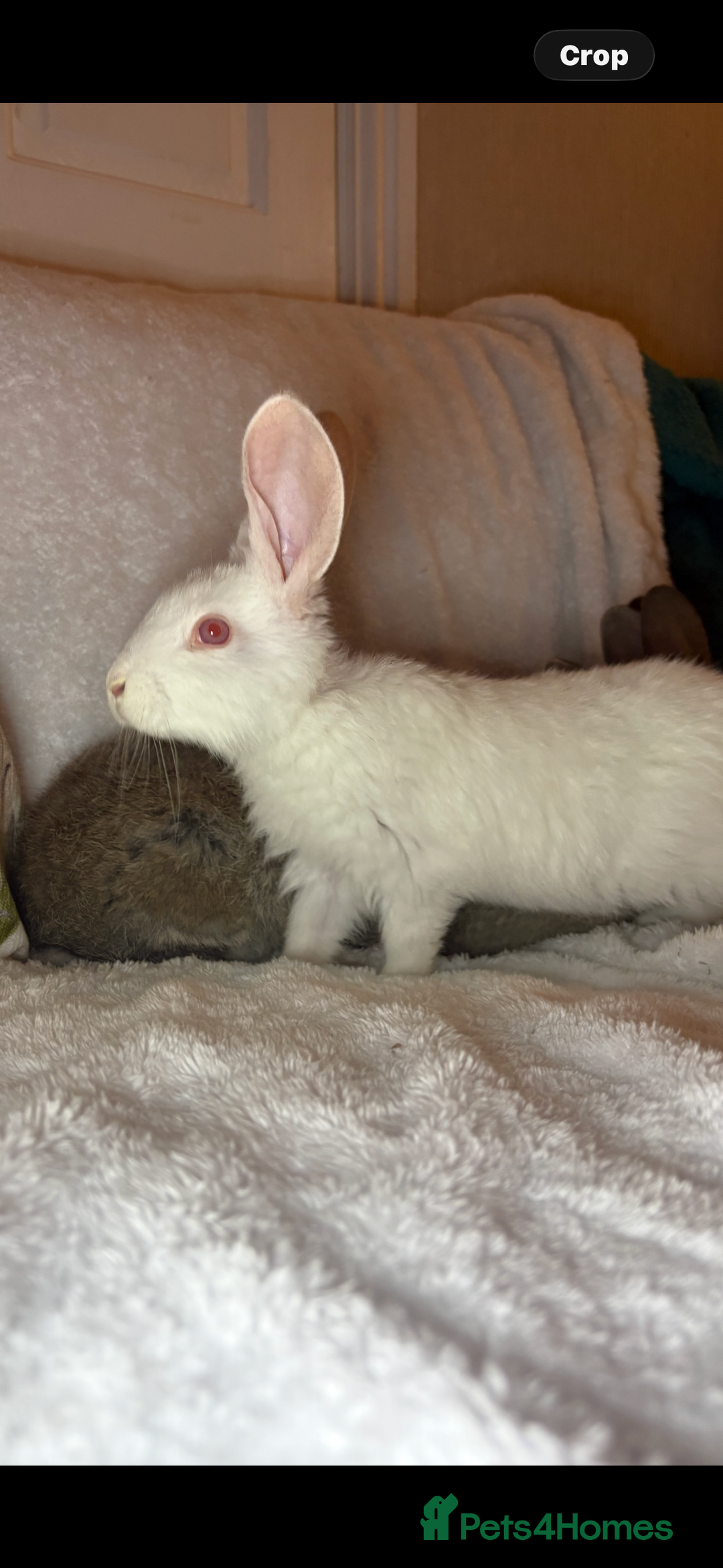 Continental Giant rabbits for sale: Beautiful continental giant baby rabbits ready  - Advert 6