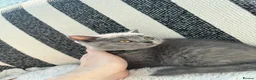 British Shorthair cats for sale: British Shorthair Kittens Blue - Advert 23
