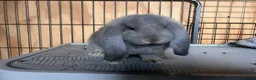French Lop rabbits for sale: All reserved. Amazing quality French lop babies -  - Advert 5