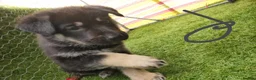 German Shepherd dogs for sale: German Shepherd Puppies  - Advert 8