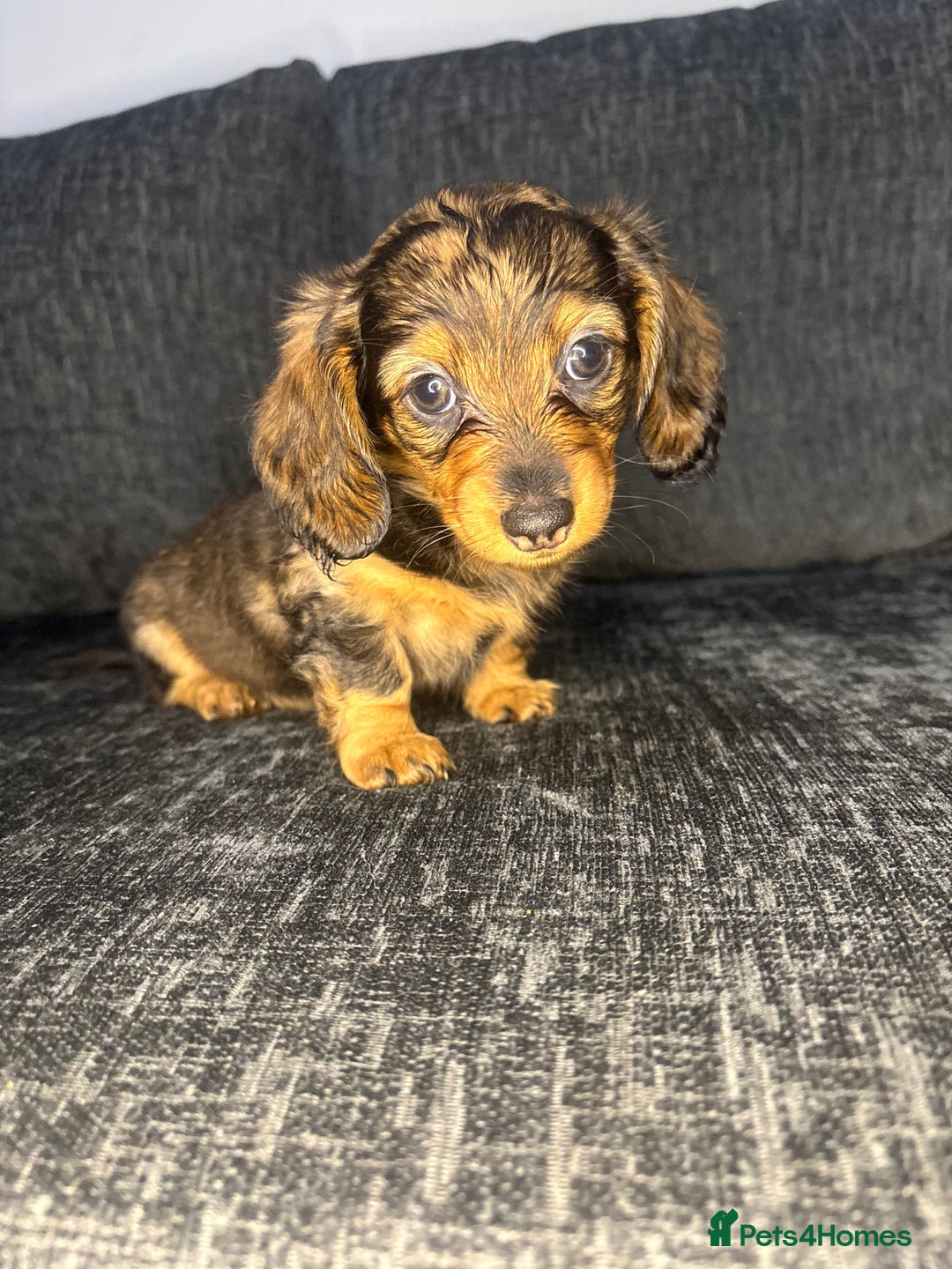 Miniature Dachshund dogs for sale: Champion Longhaired Miniature Dachshund Puppies - Advert 30
