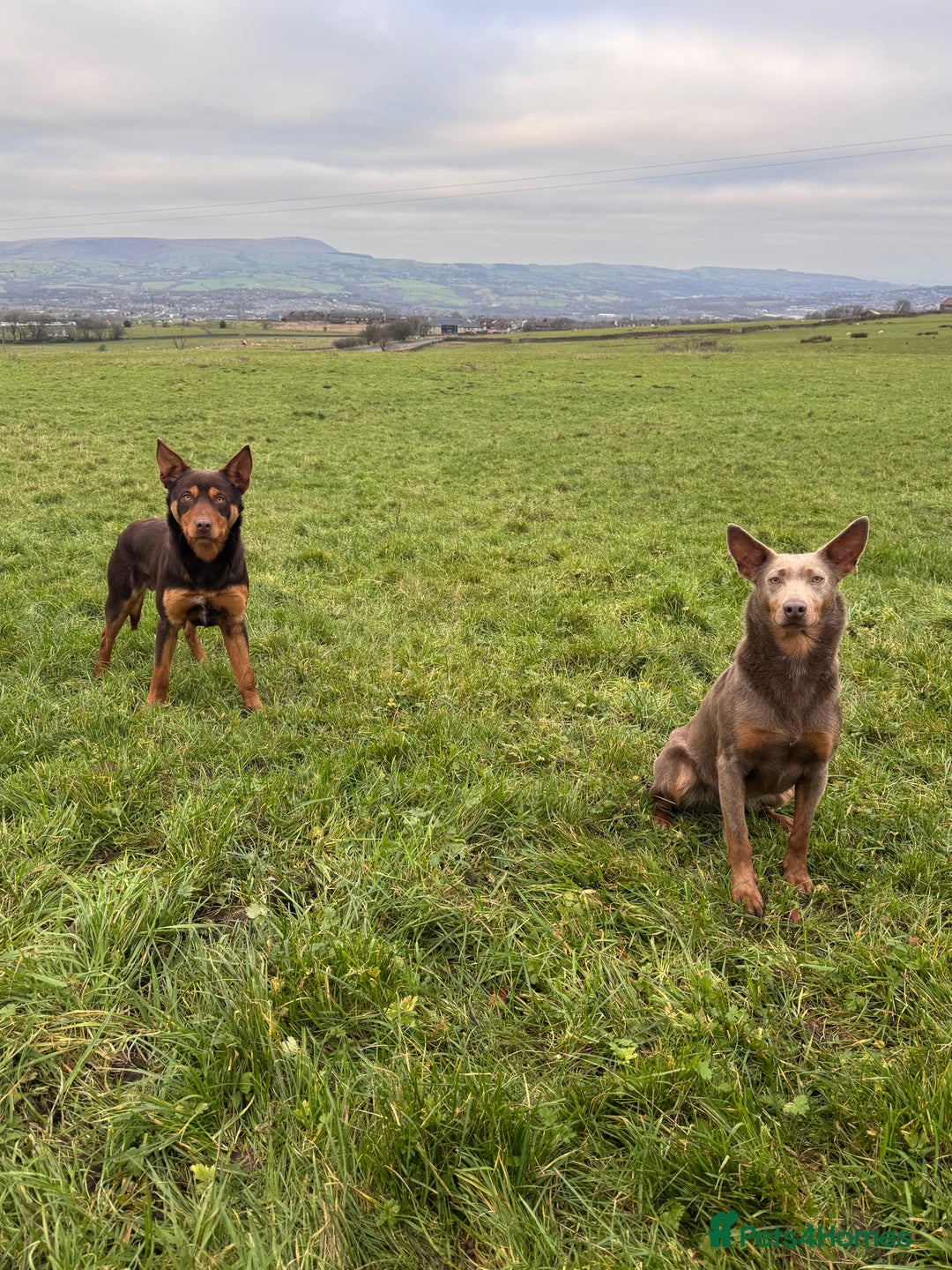 Australian Kelpie dogs for sale: Australian Kelpie Puppies WKC Registered - Image 10