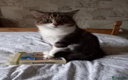 British Shorthair cats for sale: 4 month old boy kitten for sale  - Image 2
