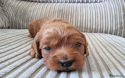 Cavapoo dogs for sale: 🎀 Beautiful F1 Cavapoo Puppies 🎀 - Image 6