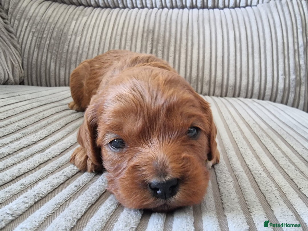 Cavapoo dogs for sale: 🎀 Beautiful F1 Cavapoo Puppies 🎀 - Image 6