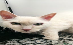 LaPerm cats for sale: Lilac point longhaired curly LaPerm kitten - Image 18