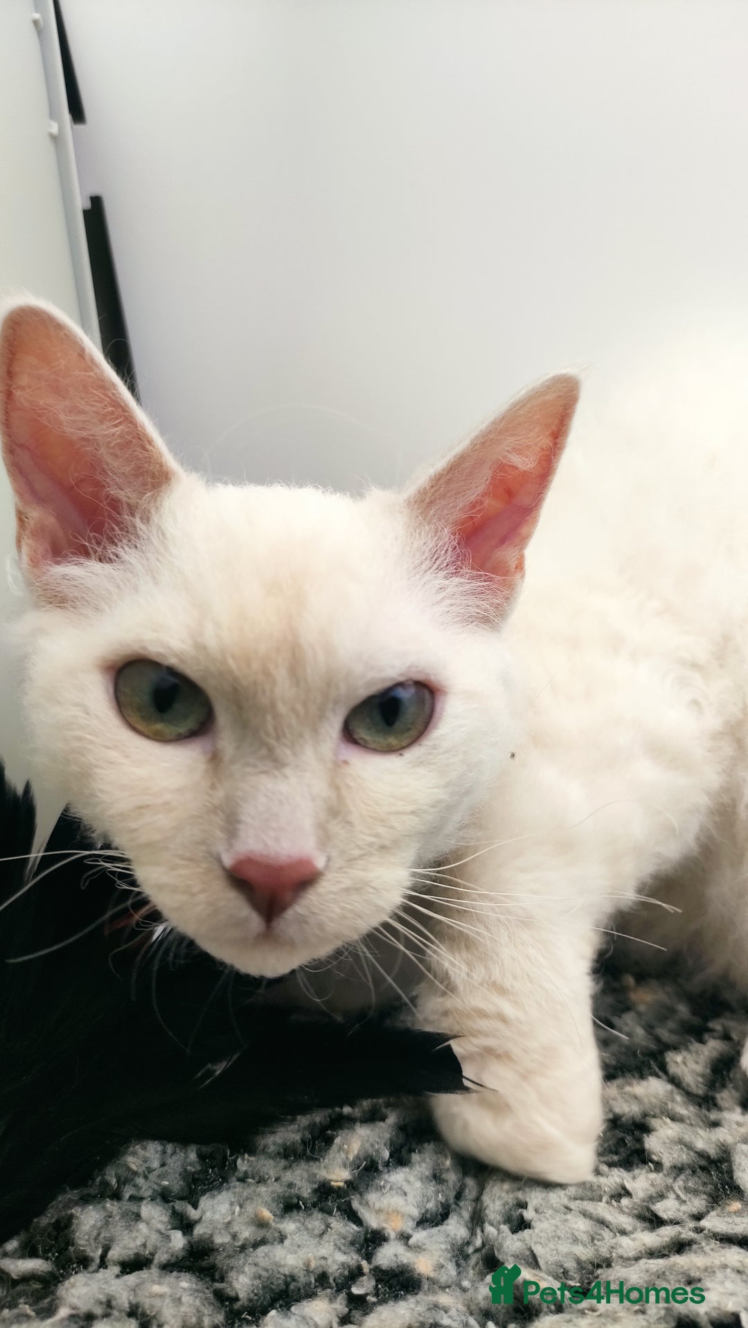 LaPerm cats for sale: Lilac point longhaired curly LaPerm kitten - Image 18