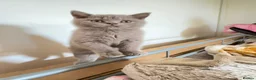 British Shorthair cats for sale: British Shorthair kittens  - Advert 4