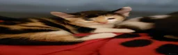 American Shorthair cats for sale: Calico kittens  - Advert 3