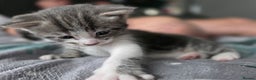 Mixed Breed cats for sale: Gorgeous kittens - Advert 9