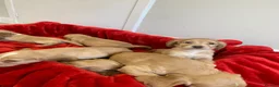Cocker Spaniel dogs for sale: KC Reg Cocker Spaniel Puppies DNA Tested  in Aberdeen - Advert 13