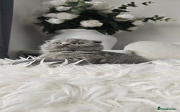 Scottish Fold cats for sale: 3 Beautiful Scottish Fold Kittens(Taki,Taco,Tango) - Image 14