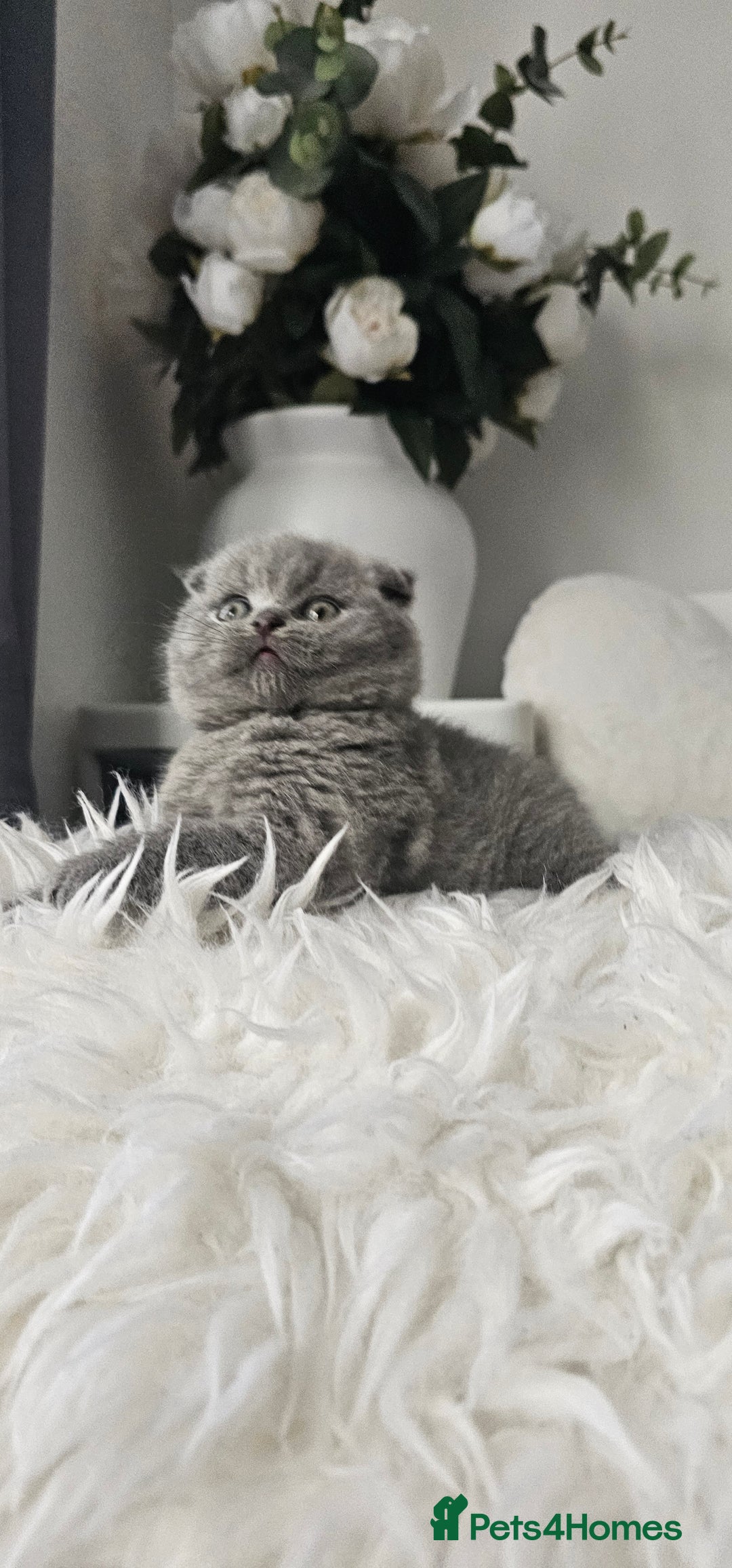 Scottish Fold cats for sale: 3 Beautiful Scottish Fold Kittens(Taki,Taco,Tango) - Image 14