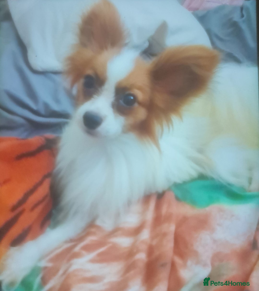 Papillon dogs for stud: Petite kc reg red sable papillon for stud only - Image 3