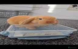 Mini Lop rabbits for sale: Bunny looking for a good home - Image 3