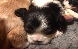 Cavalier King Charles Spaniel dogs for sale: King Charles cavalier  - Advert 7
