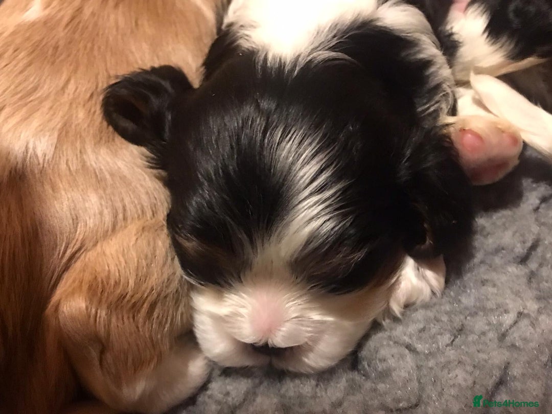Cavalier King Charles Spaniel dogs for sale: King Charles cavalier  - Advert 7
