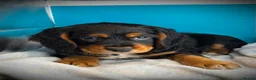 Cocker Spaniel dogs for sale: Fully vaccinated KC Cocker Spaniel puppies - Advert 29