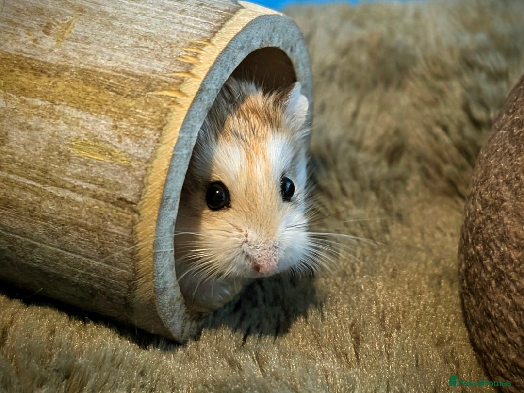 Hamster rodents for sale: Hundred Acre Hamster Rescue  - Advert 6