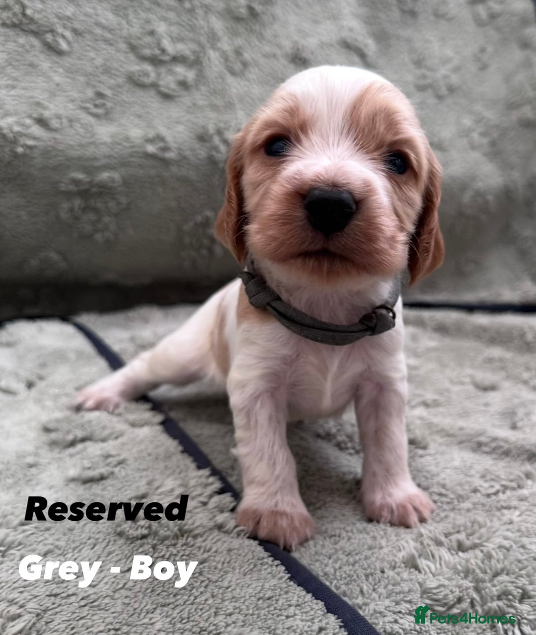 Cocker Spaniel dogs for sale: Beautiful Working Cocker Spaniels WF9 1ET  - Advert 11