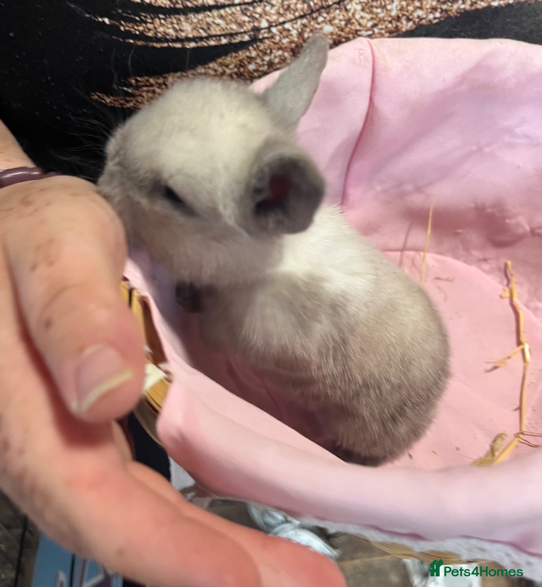 Mini Lop rabbits Early Summer 2026 - Advert 2