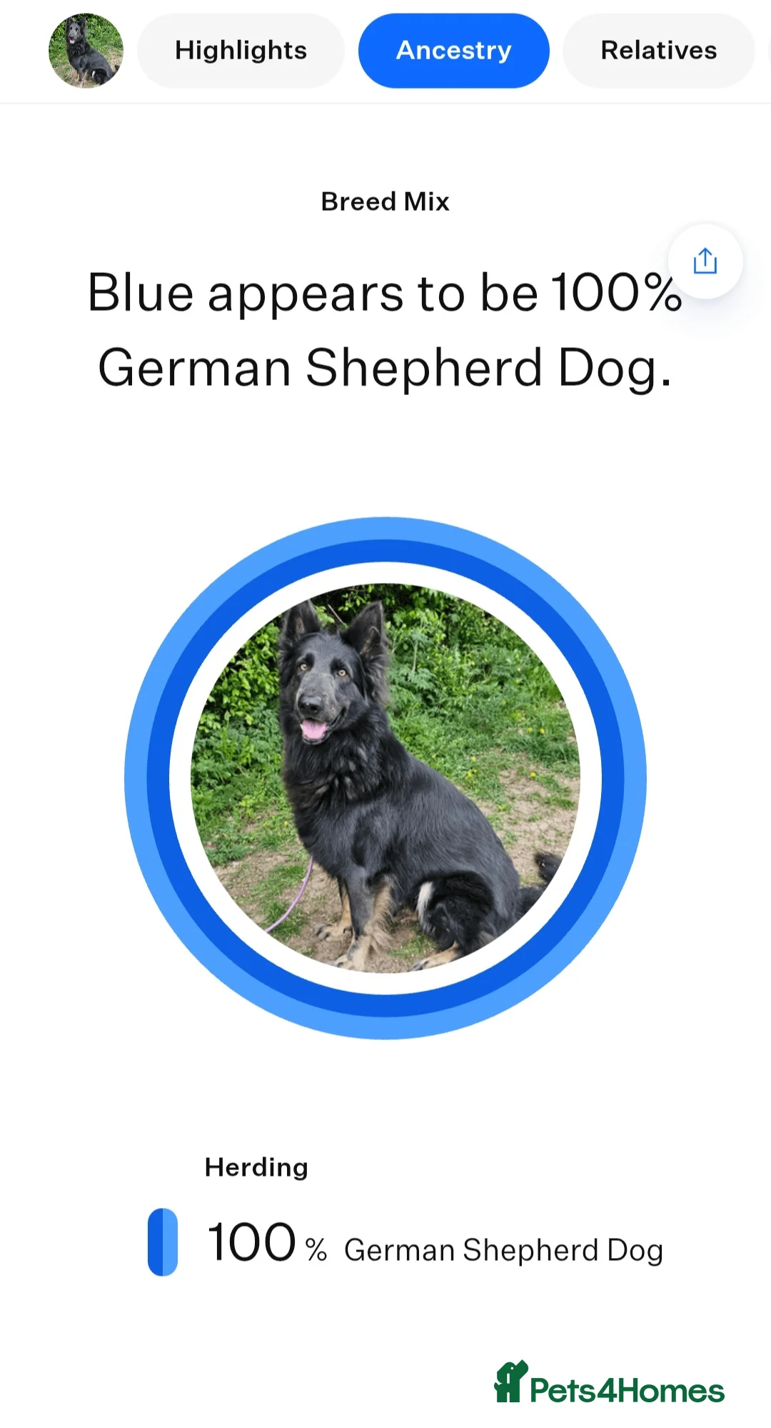 German Shepherd dogs for stud: PROVEN KC REG STRAIGHT BACK BLUE BICOLOUR in Redditch - Advert 18