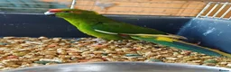 Parakeets birds for sale: Kakariki for sale - Advert 4