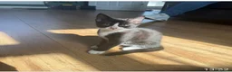 Domestic Shorthair cats for sale: Kittens in Billericay - Advert 4