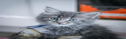 Maine Coon cats for sale:  Chunky full Maine coon kittens ready now   £795 - Advert 33
