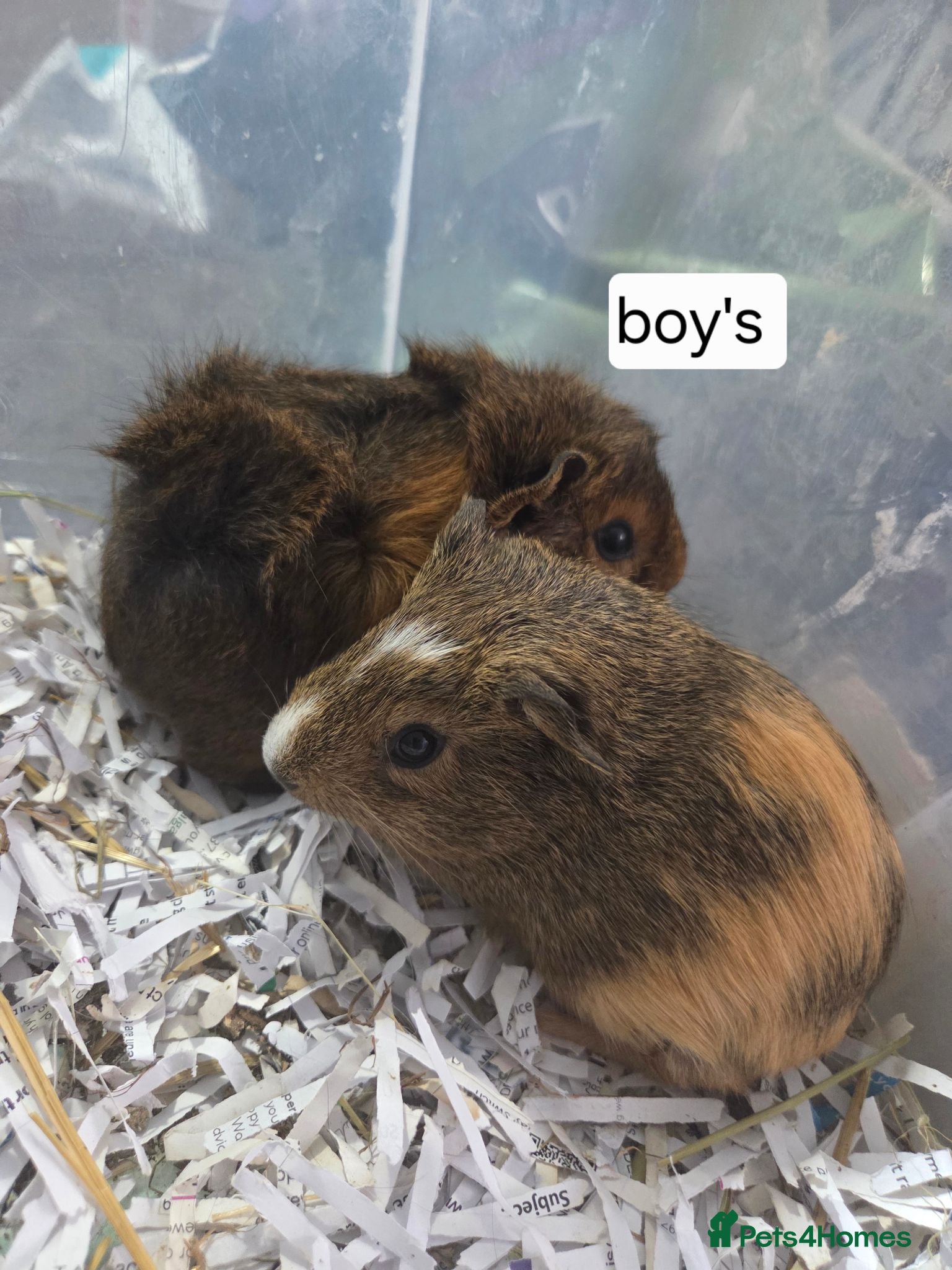 Guinea Pig rodents Boys and girls for sale  - Advert 2