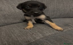 Mixed Breed dogs for sale: German shepherd x whippet  - Image 10