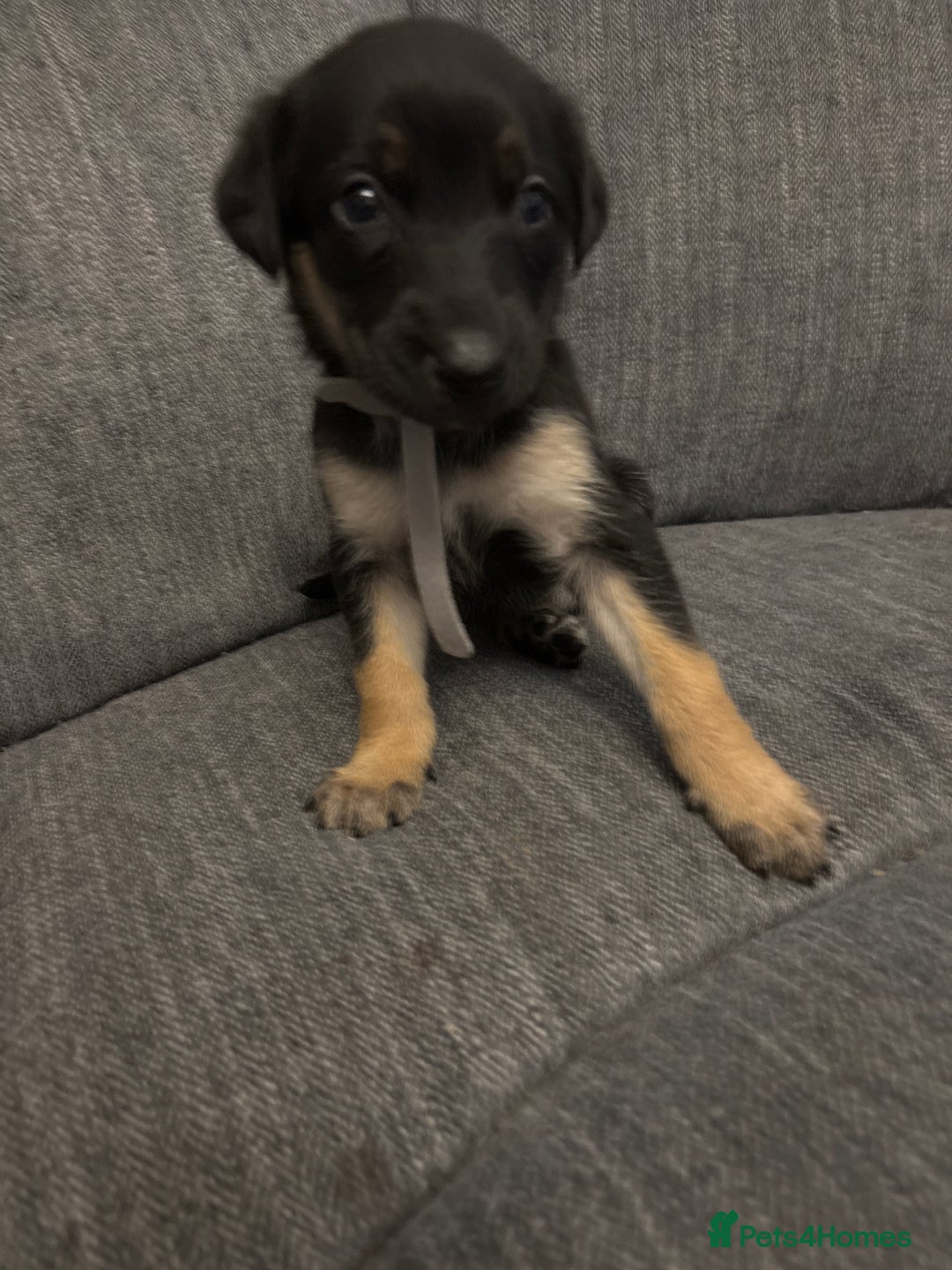 Mixed Breed dogs for sale: German shepherd x whippet  - Image 10