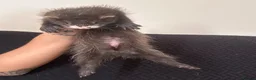 Ferret rodents for sale: FullangoraHob/1semiAngoraJill silver/2sableFullJil - Advert 11