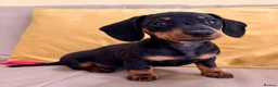 Miniature Dachshund dogs for sale: Monty the Miniature Dachshund  - Advert 16