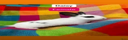 Mixed Breed rabbits for sale: Baby rabbits  - Advert 2