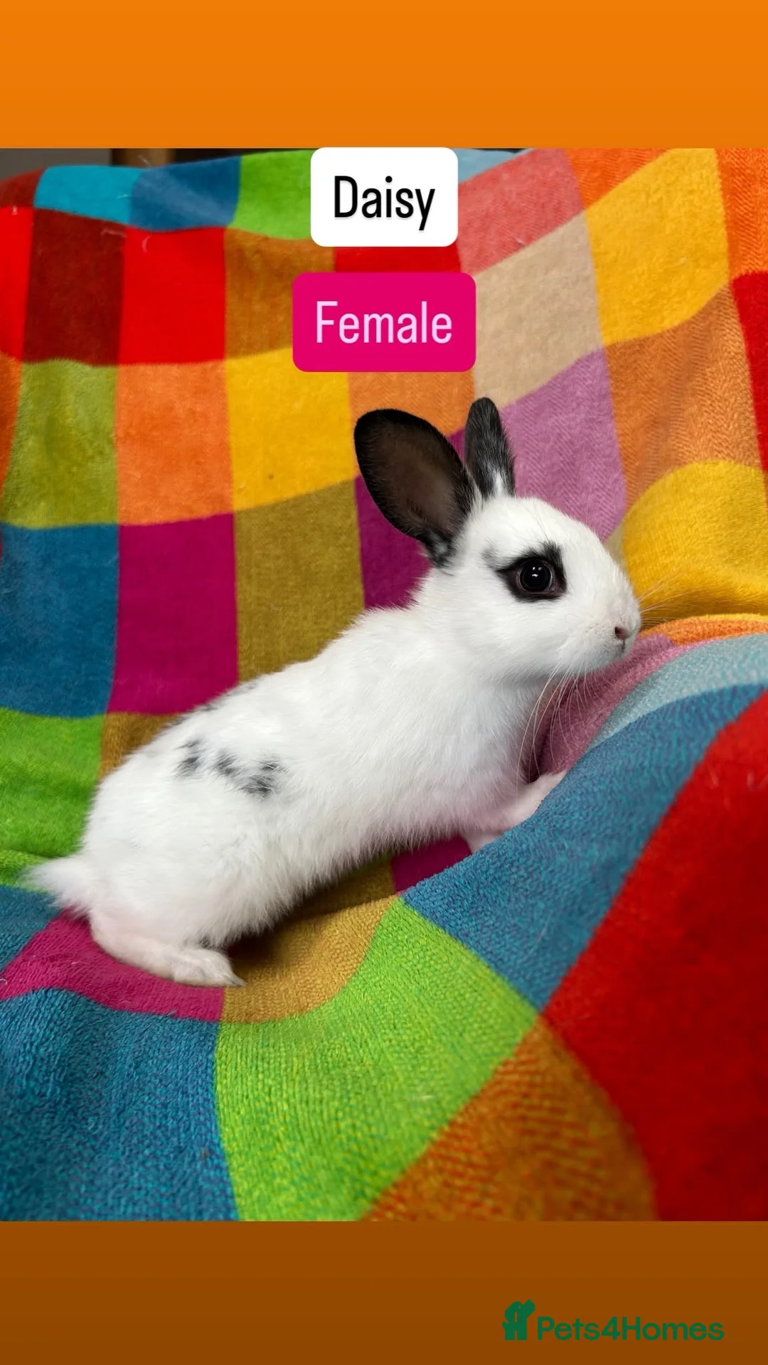 Mixed Breed rabbits for sale: Baby rabbits  - Advert 2