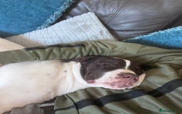 Presa Canario dogs for sale: BANE PRESA CANARIO 2 years old male  - Image 13