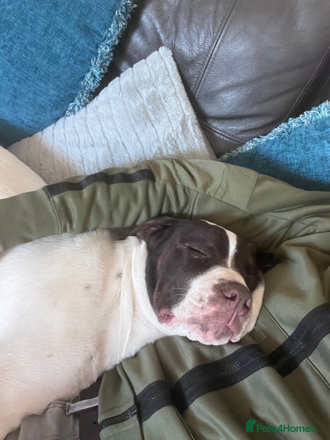 Presa Canario dogs for sale: BANE PRESA CANARIO 2 years old male  - Image 13