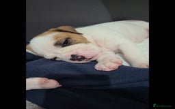 American Bulldog dogs for sale: American Bulldog Puppies – Ready Now! - Image 17