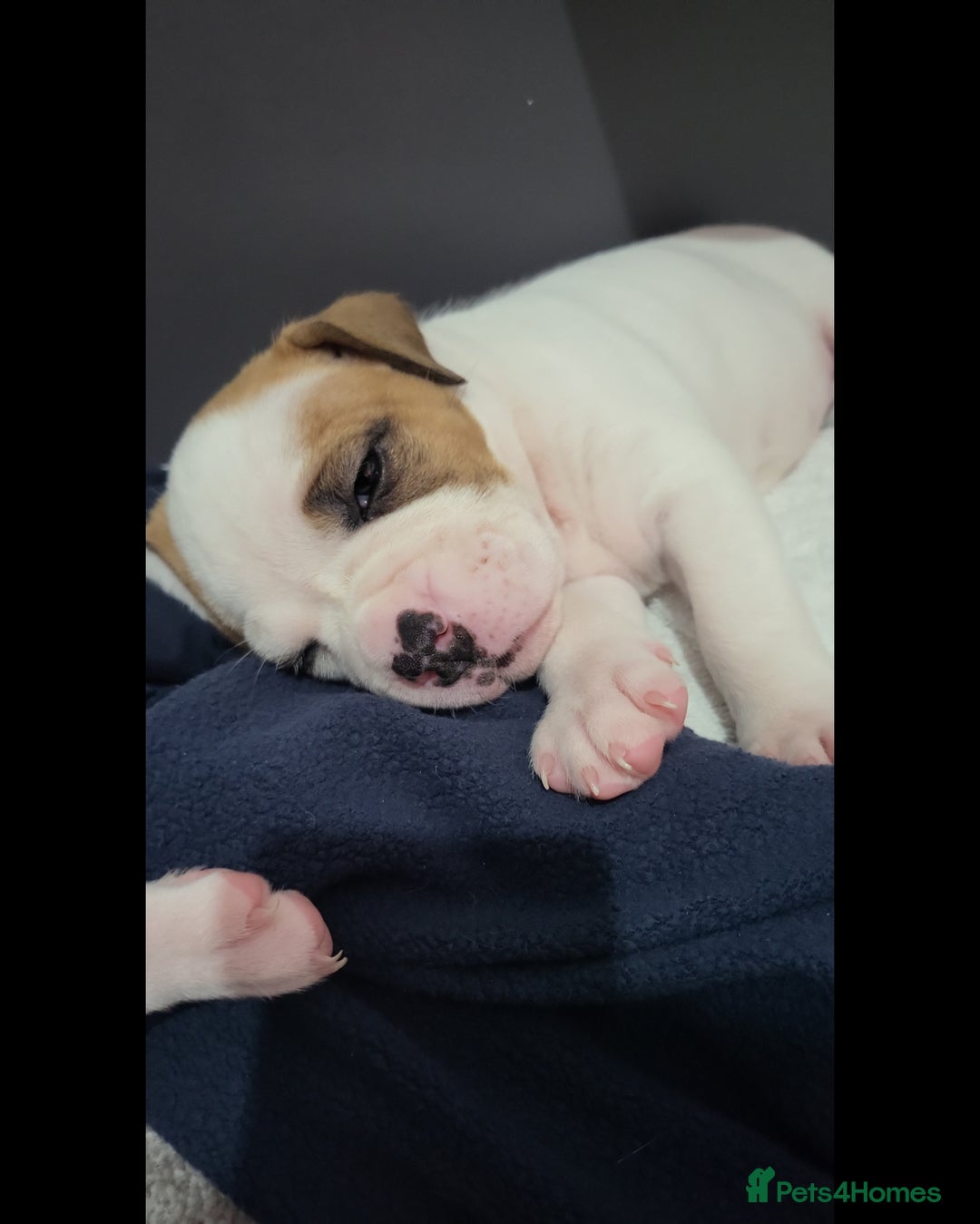 American Bulldog dogs for sale: American Bulldog Puppies – Ready Now! - Image 17