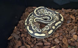 Python Snake reptiles for sale: Male Royal Python - Image 1
