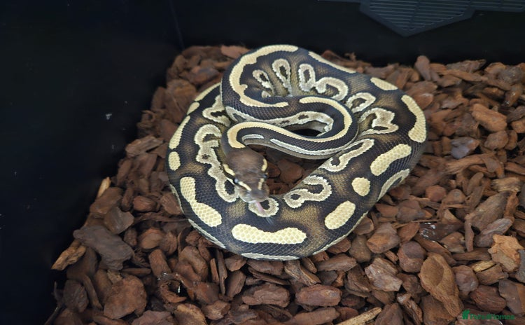 Python Snake reptiles - Advert 1