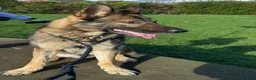 German Shepherd dogs for sale: Full pedigree GS for rehome  in Altrincham - Advert 11