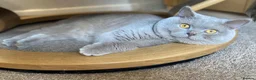 British Shorthair cats for sale: British short haired male adult for sale  - Advert 10