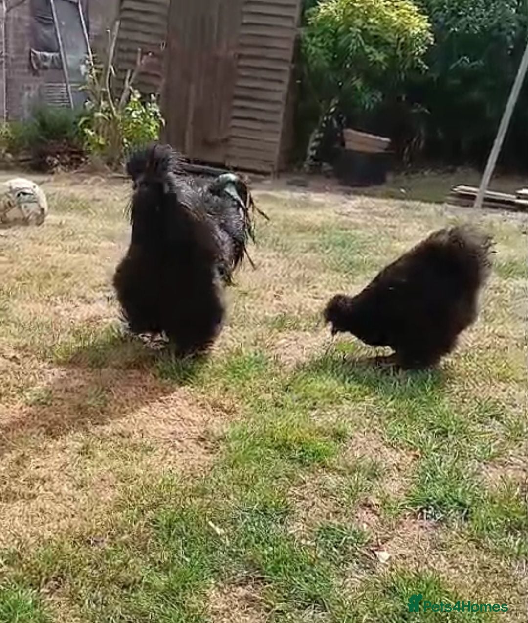 Chickens poultry Silkie chicken  - Advert 17