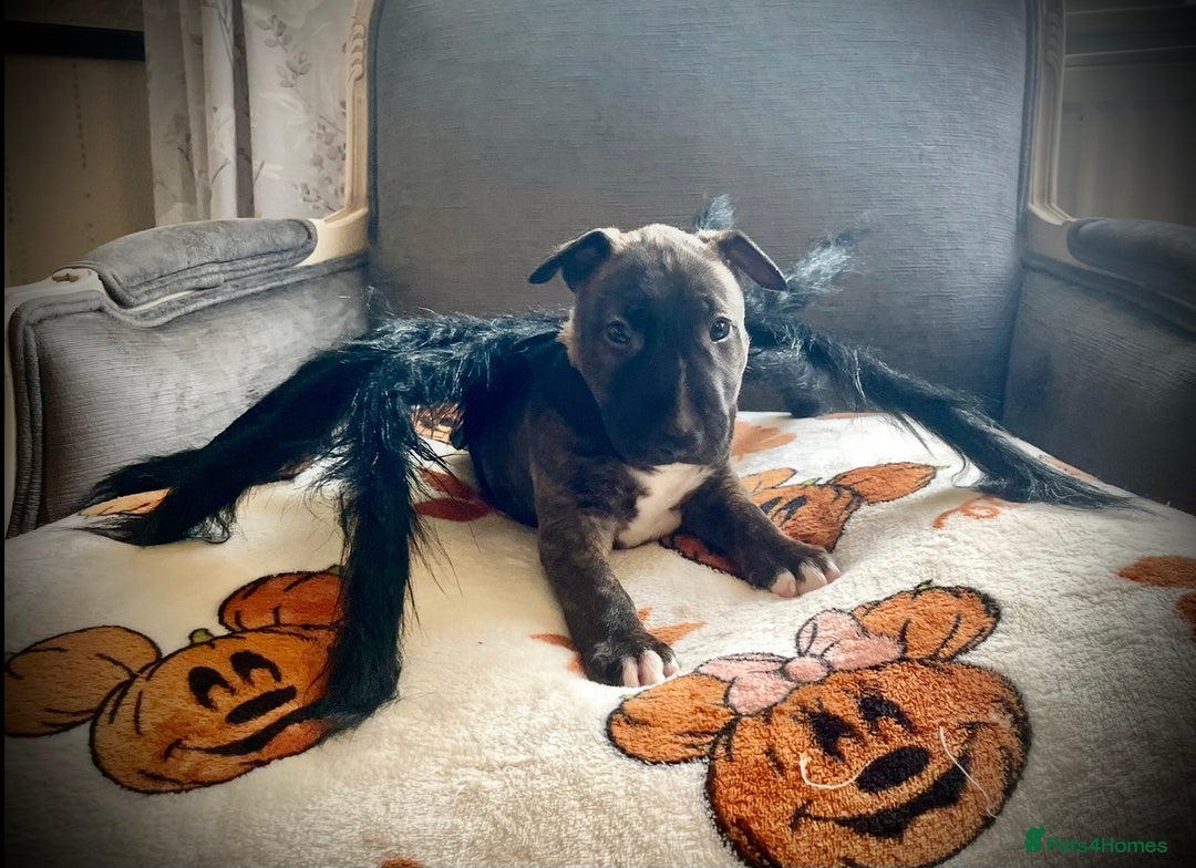 Bull Terrier dogs for sale: Beautiful Brindle English Bull Terrier puppys - Image 2