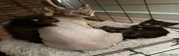 Mixed Breed cats for sale: Sphynx cross kittens  - Advert 3